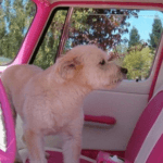 best pet car seats for unrestrained pets