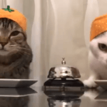 YouTube funny animal videos - cat rings bell for dinner