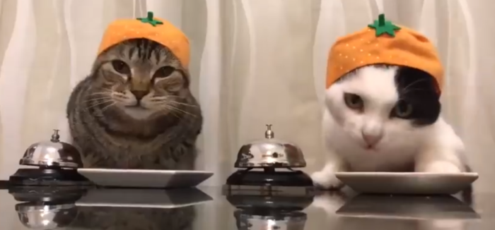 YouTube funny animal videos - cat rings bell for dinner